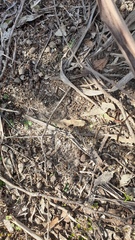 Pterostylis dolichochila