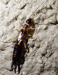 Euborellia cincticollis