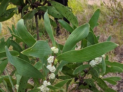 Hakea benthamii