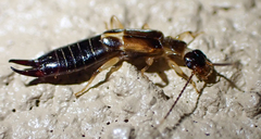 Euborellia cincticollis