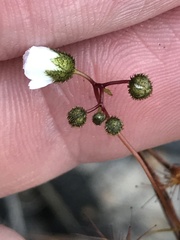 Drosera peltata