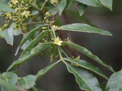 Flindersia xanthoxyla
