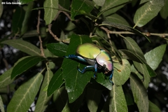 Chrysina erubescens