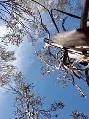 Pterostylis dolichochila