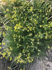 Cymopterus terebinthinus californicus