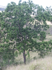 Flindersia xanthoxyla