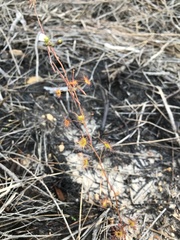 Drosera peltata