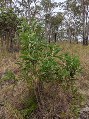 Hakea benthamii