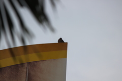 Streptopelia chinensis tigrina