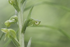 Platanthera aquilonis