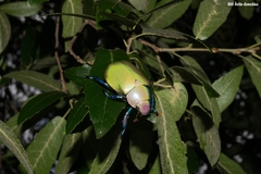 Chrysina erubescens