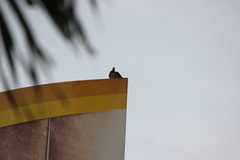 Streptopelia chinensis tigrina