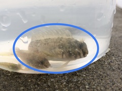 Hypsoblennius gilberti