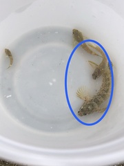 Hypsoblennius gilberti