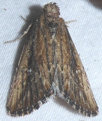 Condica discistriga