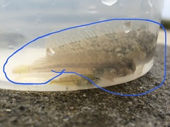 Hypsoblennius gilberti