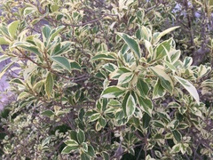 Ficus retusa