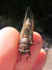 Gelidea torrida