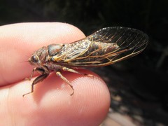 Gelidea torrida