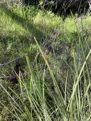 Lomandra effusa