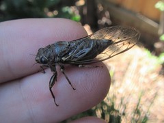 Gelidea torrida