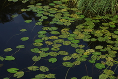 Nuphar pumila