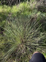 Lomandra effusa