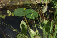 Nuphar pumila