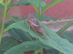 Gelidea torrida