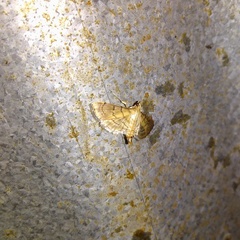 Blepharomastix ranalis