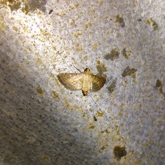 Blepharomastix ranalis