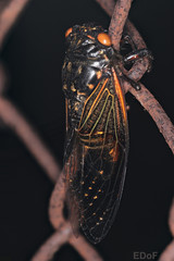 Cryptotympana