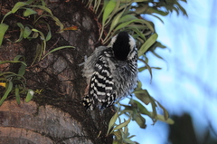 Dendrocopos analis