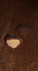 Myotis austroriparius