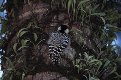 Dendrocopos analis