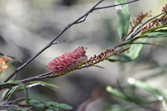 Grevillea longifolia