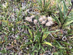 Saussurea angustifolia