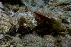 Scorpaenopsis