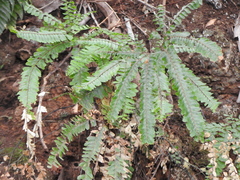 Adiantum hispidulum