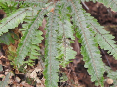 Adiantum hispidulum