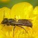 Chelostoma florisomne - Photo (c) Nigel Jones, algunos derechos reservados (CC BY-NC-ND)