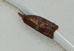Cenopis diluticostana