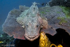 Cymbacephalus beauforti