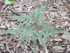 Adiantum formosum