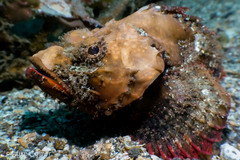 Scorpaenopsis macrochir