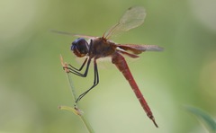 Tramea insularis
