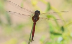 Tramea insularis