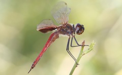 Tramea insularis