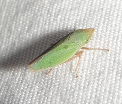 Draeculacephala minerva