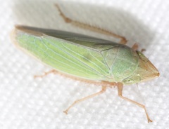 Draeculacephala minerva